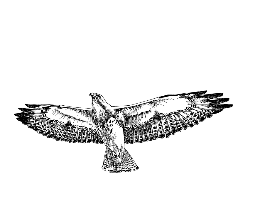 Shane Hawk Website Header